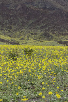 Plancia ëd Geraea canescens Torr. & A. Gray