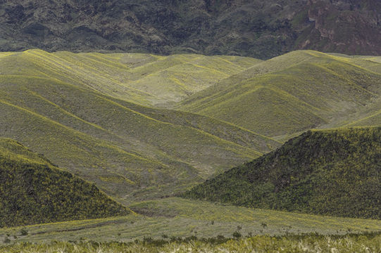 Image de Geraea canescens Torr. & A. Gray