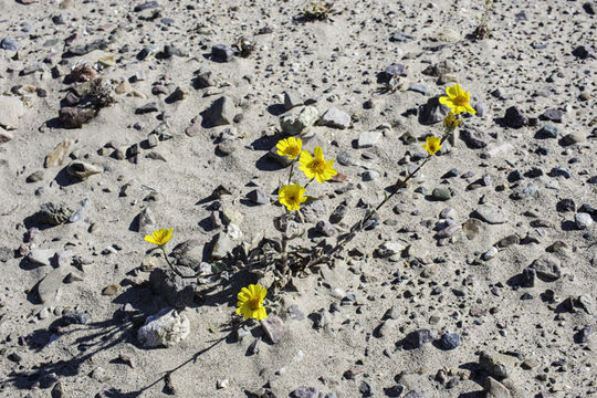 Image de Geraea canescens Torr. & A. Gray