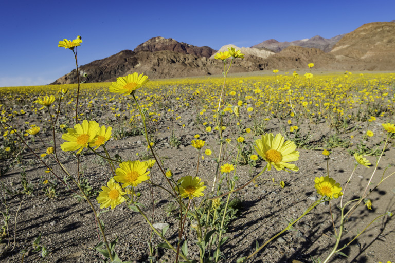 Plancia ëd Geraea canescens Torr. & A. Gray