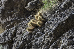 Image de Echinocereus engelmannii (Parry ex Engelm.) Lem.