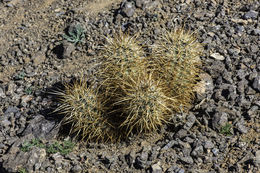 Image de Echinocereus engelmannii (Parry ex Engelm.) Lem.