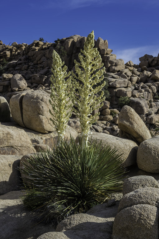 Image of Parry's beargrass