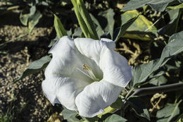 Imagem de Datura wrightii Hort. ex Regel