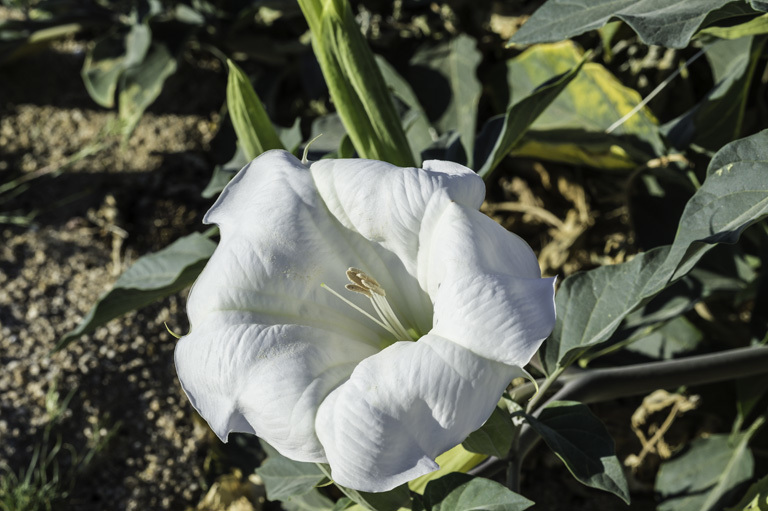 Imagem de Datura wrightii Hort. ex Regel