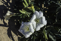 Imagem de Datura wrightii Hort. ex Regel