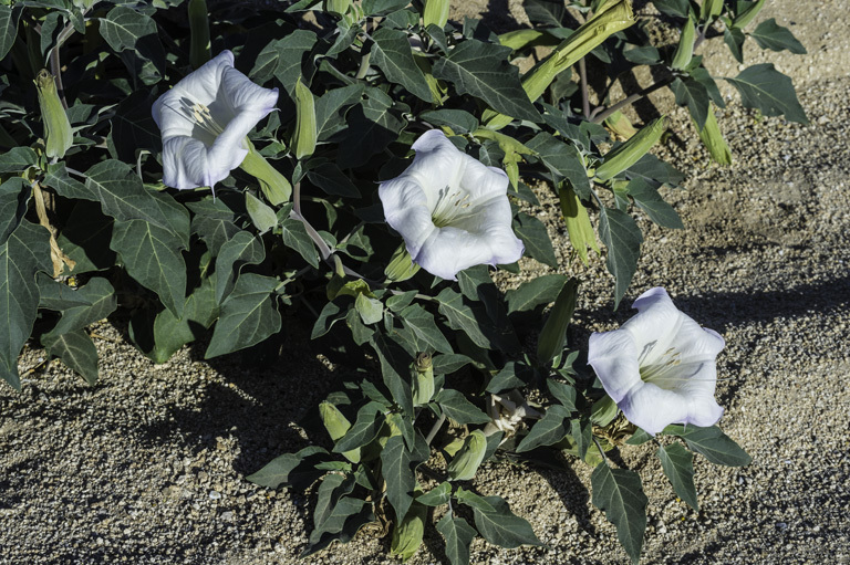 Imagem de Datura wrightii Hort. ex Regel