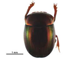 Image of Scarabaeinae incertae sedis