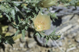 صورة Mentzelia involucrata S. Wats.