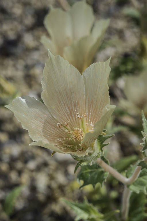 صورة Mentzelia involucrata S. Wats.