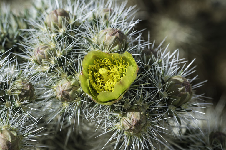 Image de Cylindropuntia echinocarpa (Engelm. & J. M. Bigelow) F. M. Knuth