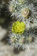 Image de Cylindropuntia echinocarpa (Engelm. & J. M. Bigelow) F. M. Knuth