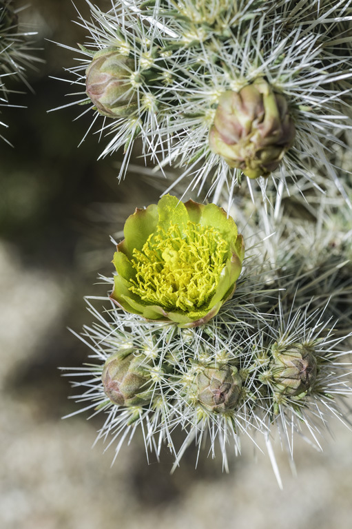 Image de Cylindropuntia echinocarpa (Engelm. & J. M. Bigelow) F. M. Knuth