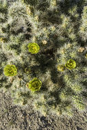 Image de Cylindropuntia echinocarpa (Engelm. & J. M. Bigelow) F. M. Knuth