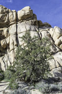 Image of singleleaf pinyon