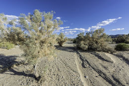 Sivun Psorothamnus spinosus (A. Gray) Barneby kuva