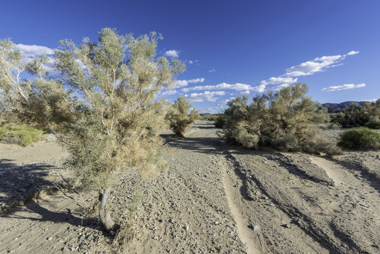 Sivun Psorothamnus spinosus (A. Gray) Barneby kuva