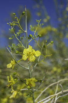 Image of desertsenna