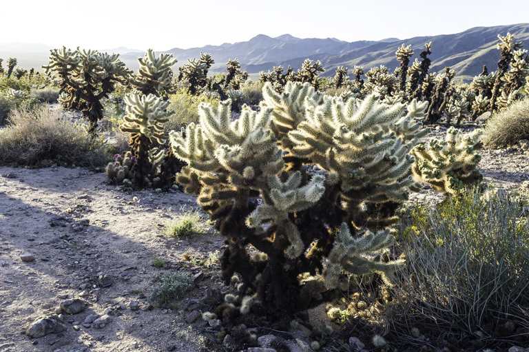 Image of teddybear cholla