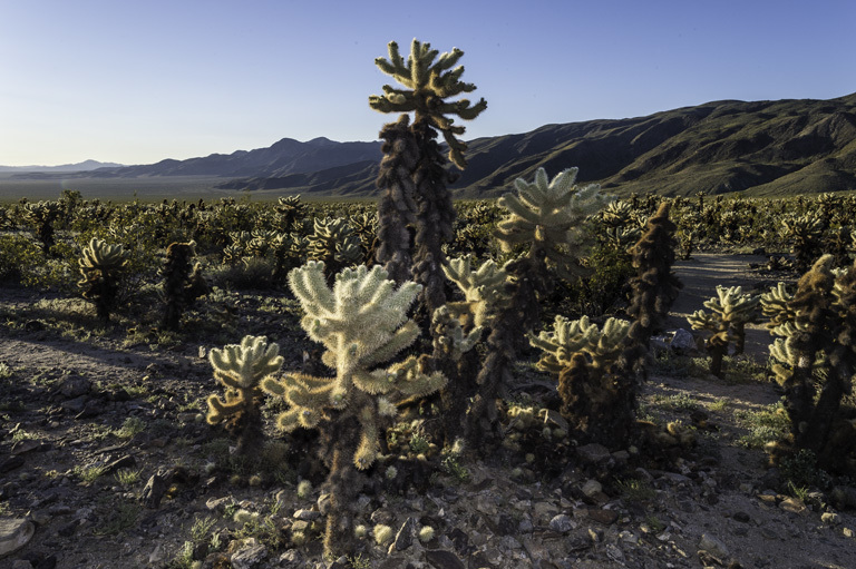 Image of teddybear cholla