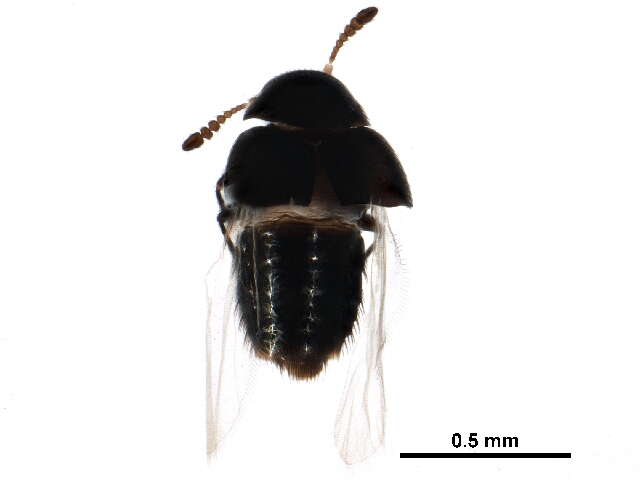 Слика од Hypocyphtini