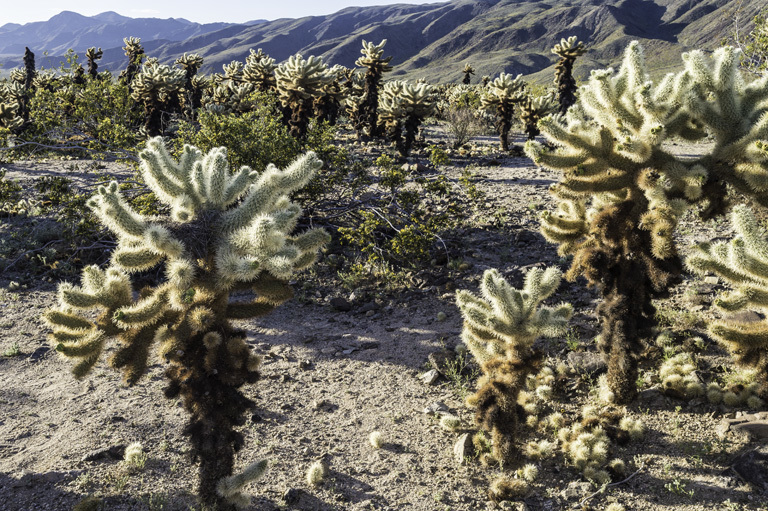 Image of teddybear cholla