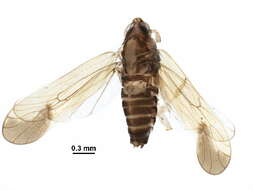 Image of Fulgoroidea