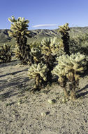 Image of teddybear cholla