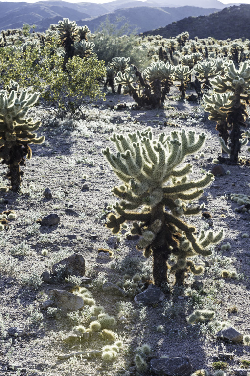 Image of teddybear cholla