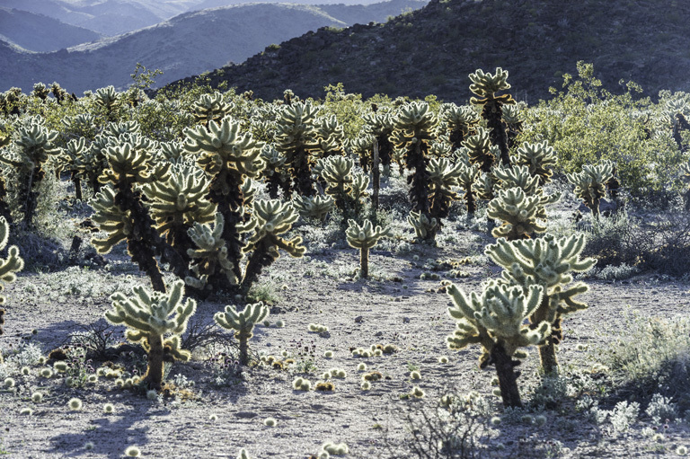 Image of teddybear cholla