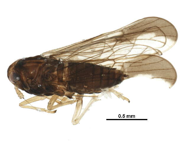 Image of Fulgoroidea