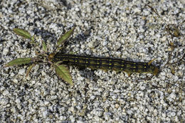 Image of White-lined Sphinx