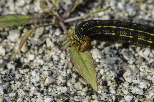 Image of White-lined Sphinx