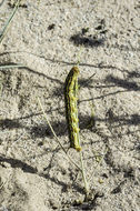 Image of White-lined Sphinx