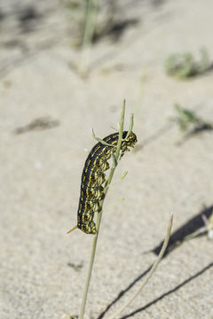 Image of White-lined Sphinx