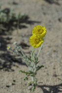 Image of woolly desert marigold