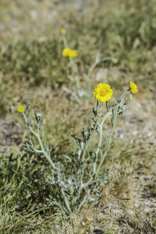 Image of woolly desert marigold