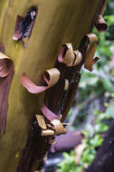 Image of hairy manzanita