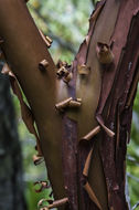 Image of hairy manzanita