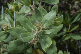 Image of hairy manzanita