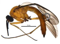 Image of Olbiogaster