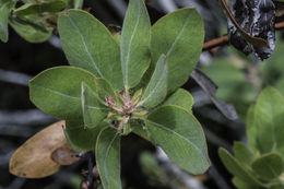 Image of hairy manzanita