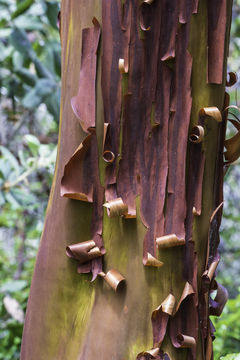 Image of hairy manzanita