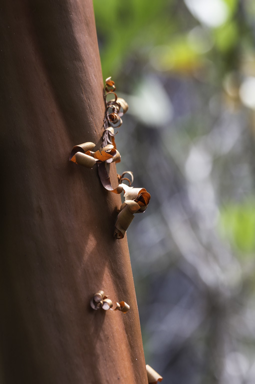 Image of hairy manzanita