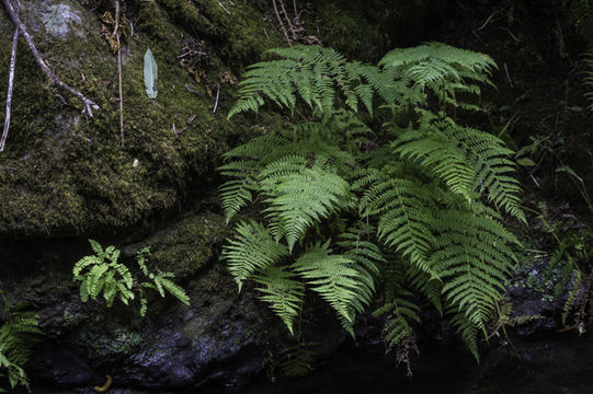 Image of <i>Athyrium filix-femina</i> var. <i>cyclosorum</i>