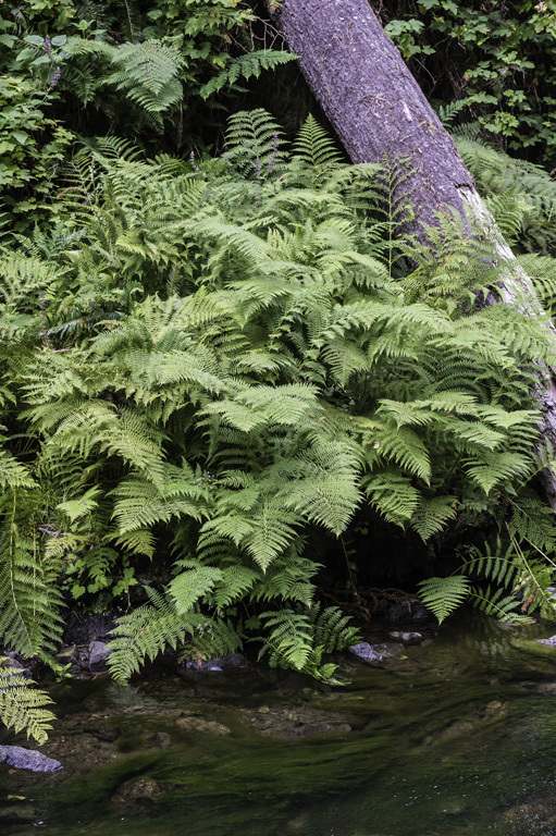 Image of <i>Athyrium filix-femina</i> var. <i>cyclosorum</i>