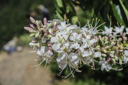 Aesculus californica (Spach) Nutt. resmi