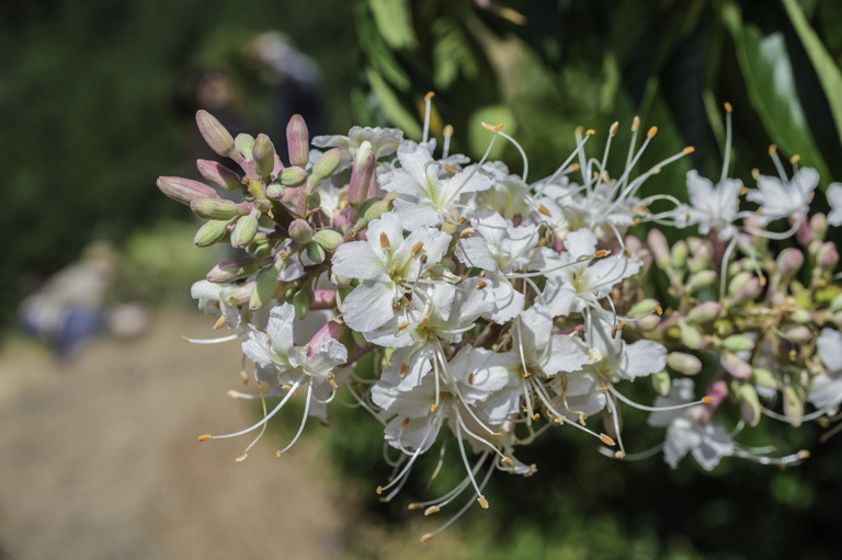 Aesculus californica (Spach) Nutt. resmi