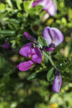 Plancia ëd Pickeringia montana Torr. & A. Gray