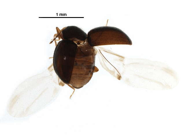 Image of Anamorphidae